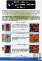 Field Guide To Sphagnum Mosses In Bogs