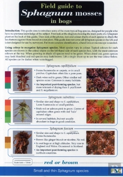 Bertrand.pt - Field Guide To Sphagnum Mosses In Bogs