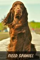 Field Spaniel