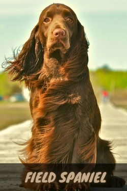 Bertrand.pt - Field Spaniel