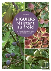 Figuiers Résistant Au Froid : 45 Variétés Adaptées À Chaque Région