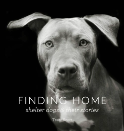Bertrand.pt - Finding Home