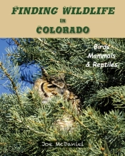 Finding Wildlife In Colorado: Birds, Mam