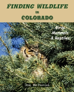 Bertrand.pt - Finding Wildlife In Colorado: Birds, Mam