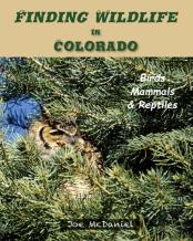 Finding Wildlife In Colorado