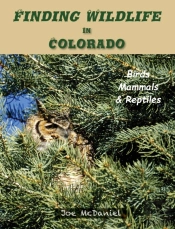 Finding Wildlife In Colorado