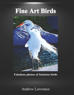 Bertrand.pt - Fine Art Birds