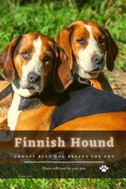 Bertrand.pt - Finnish Hound
