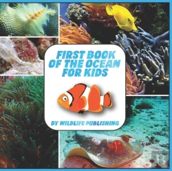 Bertrand.pt - First Book Of The Ocean For Kids