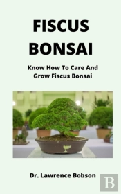Fiscus Bonsai