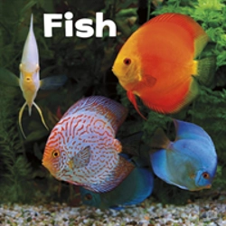 Bertrand.pt - Fish