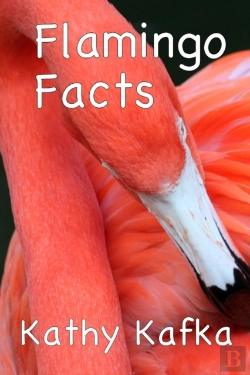Bertrand.pt - Flamingo Facts