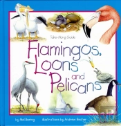 Flamingos, Loons & Pelicans