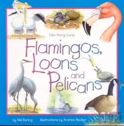 Bertrand.pt - Flamingos, Loons & Pelicans