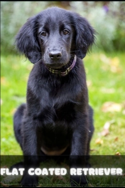 Bertrand.pt - Flat Coated Retriever