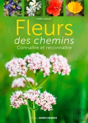 Fleurs Des Chemins