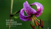 Fleurs Sauvages Des Cévennes