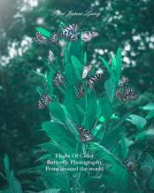 Flight Of Colorbutterfly Photographers