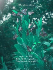Flight Of Colorbutterfly Photographers