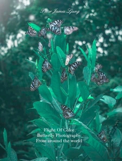 Bertrand.pt - Flight Of Colorbutterfly Photographers