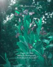 Flight Of Colorbutterfly Photographers
