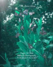 Flight Of Colorbutterfly Photographers
