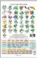 Flores De Bach Poster