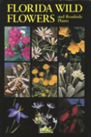 Florida Wild Flower And Roadside Plants