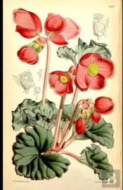 Flower Fables Annotated