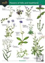 Flowers Of Hills And Heathland