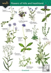 Flowers Of Hills And Heathland
