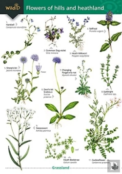 Bertrand.pt - Flowers Of Hills And Heathland