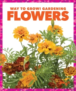 Bertrand.pt - Flowers