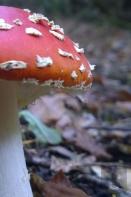 Fly Agaric Mushroom On The Forest Floor