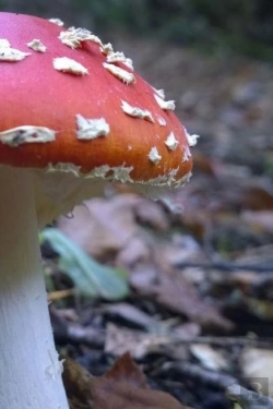 Bertrand.pt - Fly Agaric Mushroom On The Forest Floor