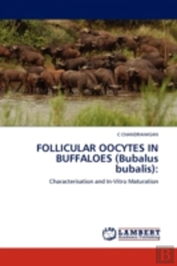 Bertrand.pt - Follicular Oocytes In Buffaloes (Bubalus Bubalis)