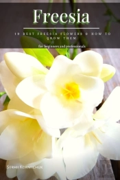 Freesia