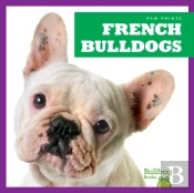 French Bulldogs
