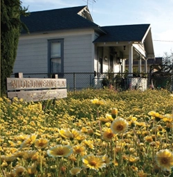 Bertrand.pt - Fritz Haeg - Wildflowering L.A.