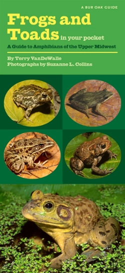 Bertrand.pt - Frogs And Toads In Your Pocket