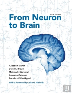 Bertrand.pt - From Neuron To Brain
