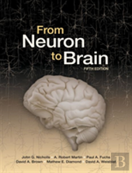 From Neuron To Brain
