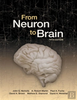 Bertrand.pt - From Neuron To Brain