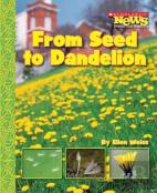 From Seed To Dandelion (Scholastic News Nonfiction Readers: How Things Grow)