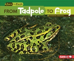 Bertrand.pt - From Tadpole To Frog