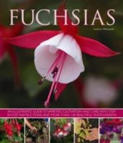 Fuchsias