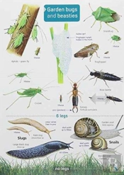 Garden Bugs And Beasties