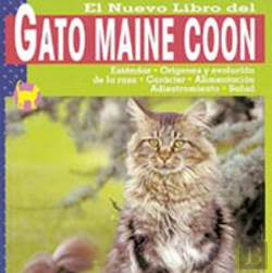 Bertrand.pt - Gato Maine Coon