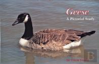 Geese