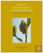 Genetic Enhancement Of Rabi Sorghum